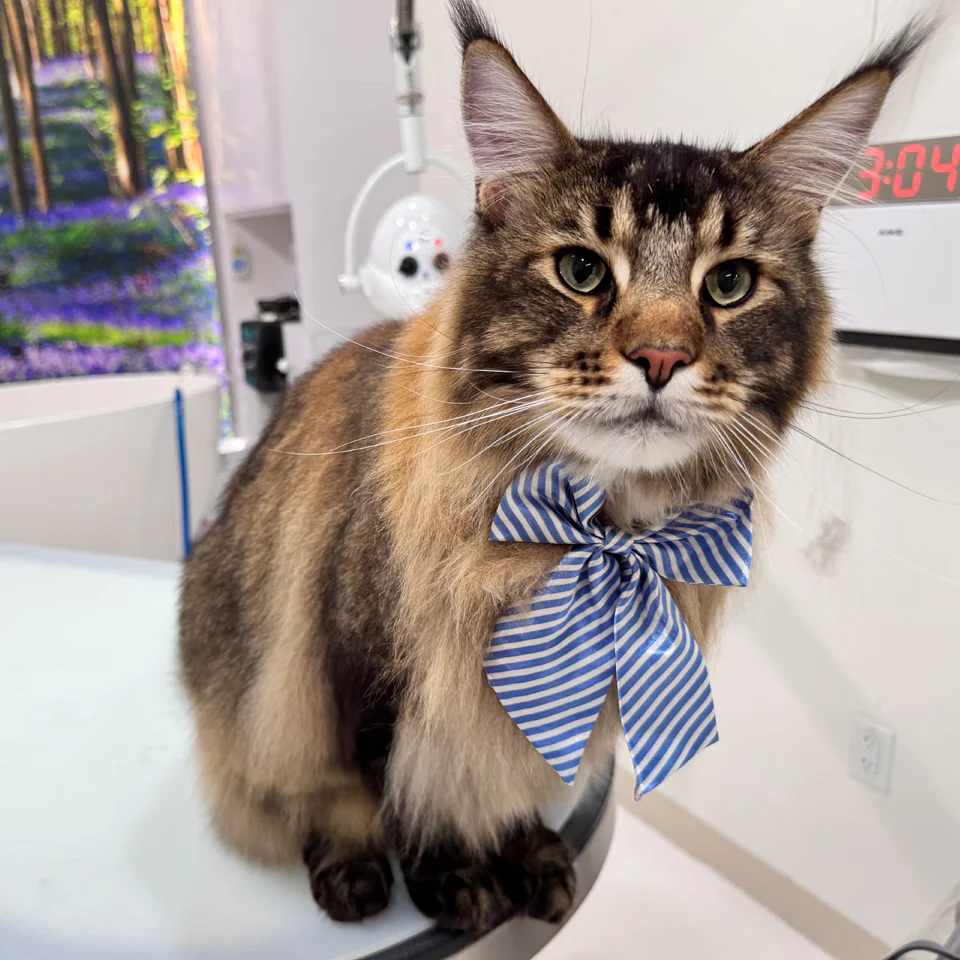 Discover the Best Pet Grooming Store in USA