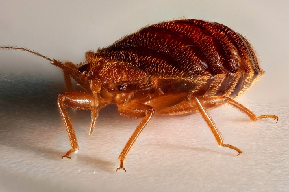 Bed Bug Exterminator Leander