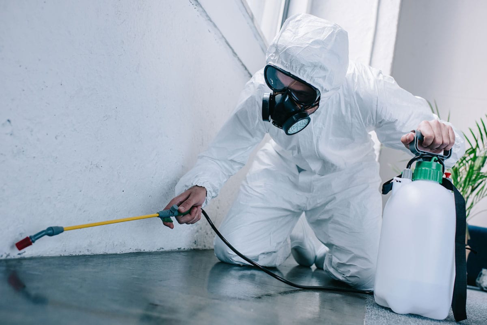 Pest Exterminator in Leander
