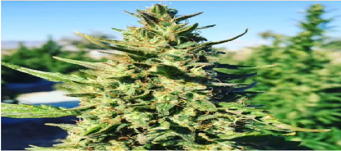 Feminized Seeds Are Of More Value