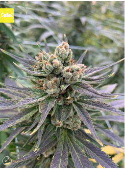 Feminized Hemp Seeds