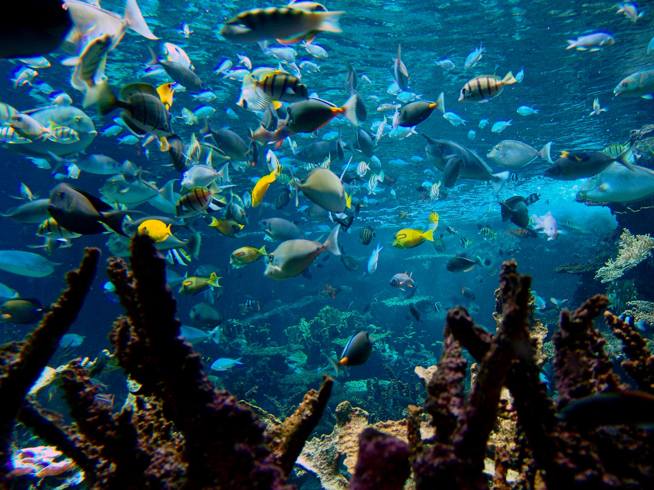 Explorer Nusa Penida Crystal Bay : Guide ultime de plongée pour passionnés marins