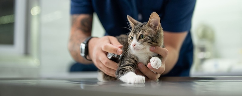 Selecting The Best Veterinary Care Right In Your Own Backyard