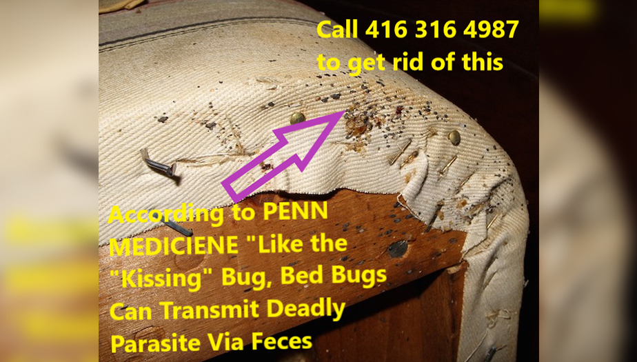 bed bug exterminator near me