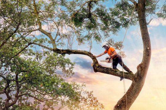 Shape, Strengthen, and Sustain: Expert Tree Pruning Services