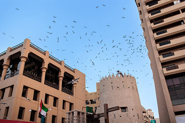 Bird Spikes vs. Netting vs. Pigeon Spikes: Which is the Most Effective Solution for bird Control in Dubai