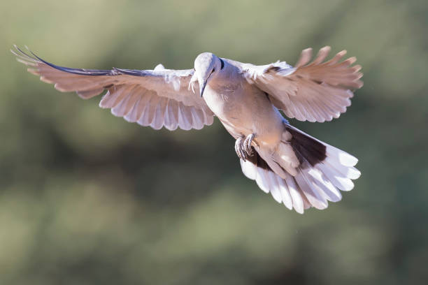 Pigeon Spikes in Dubai: The Ultimate Solution for Bird Control