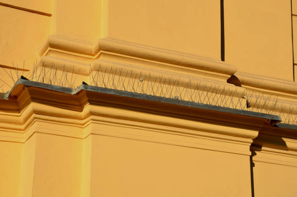 الدليل الشامل في مكافحة الحمام: طرق طرد الطيور والوقاية النهائية