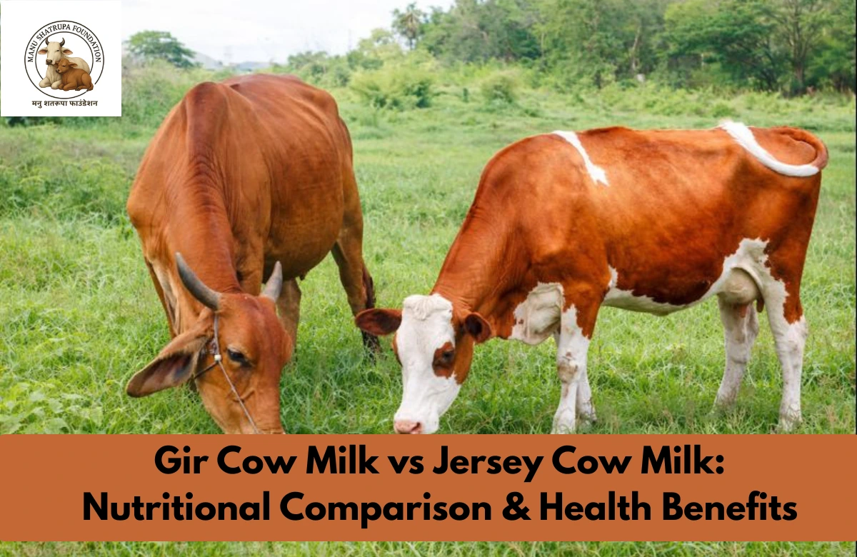 Gir Cow Milk vs Jersey Cow Milk: Nutritional & Health Benefits