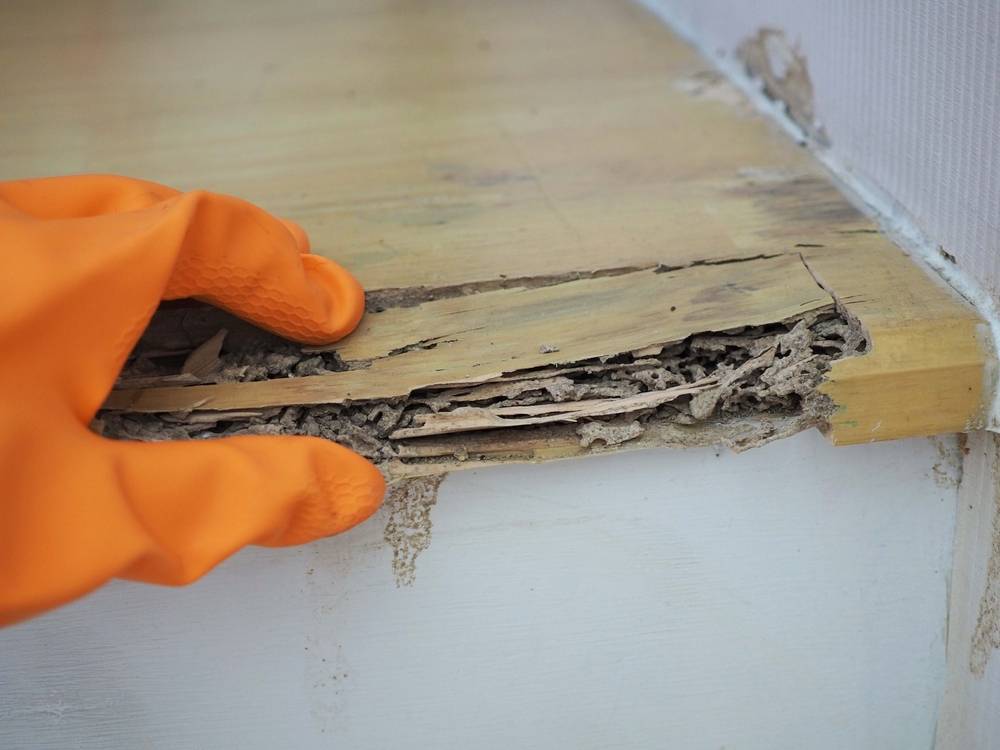 How to Choose the Best Termite Treatment for Your Brisbane Home