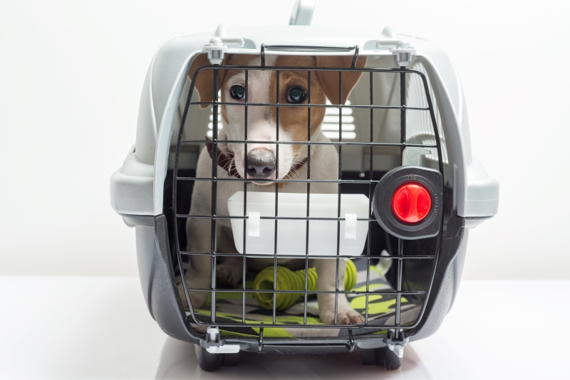Introducing Your Companions to Dog Crates