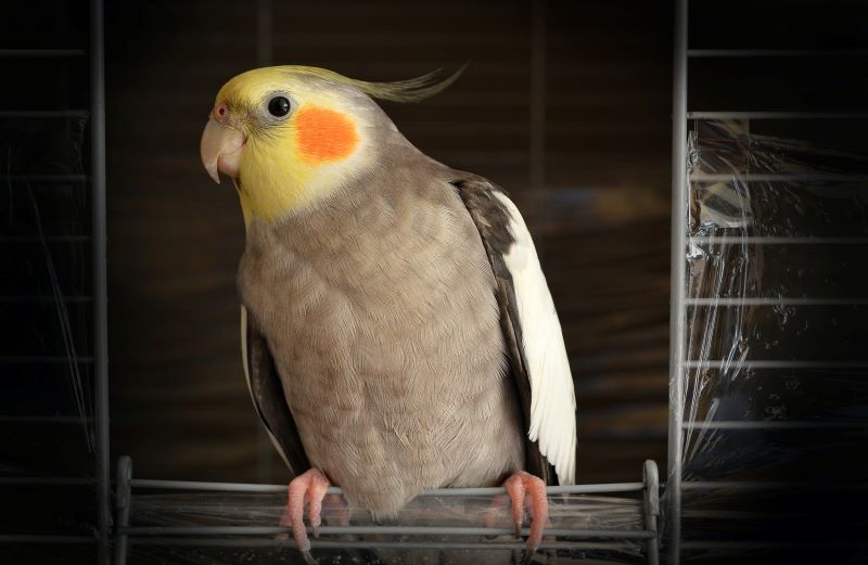 5 Criteria for Choosing the Perfect Bird Cages