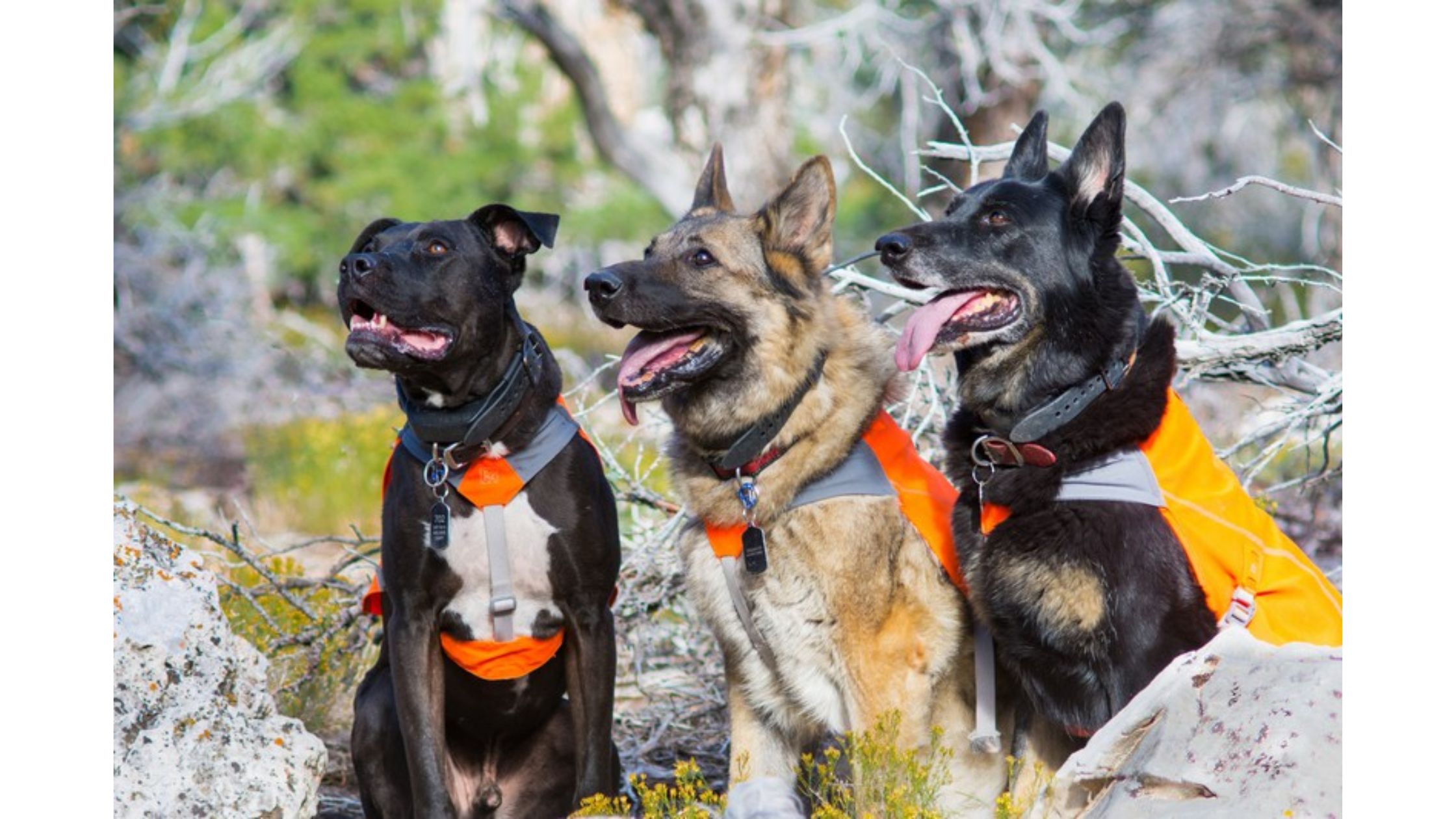 Could Dog Socialization and Pack Training Be the Key to a Happier Pup?