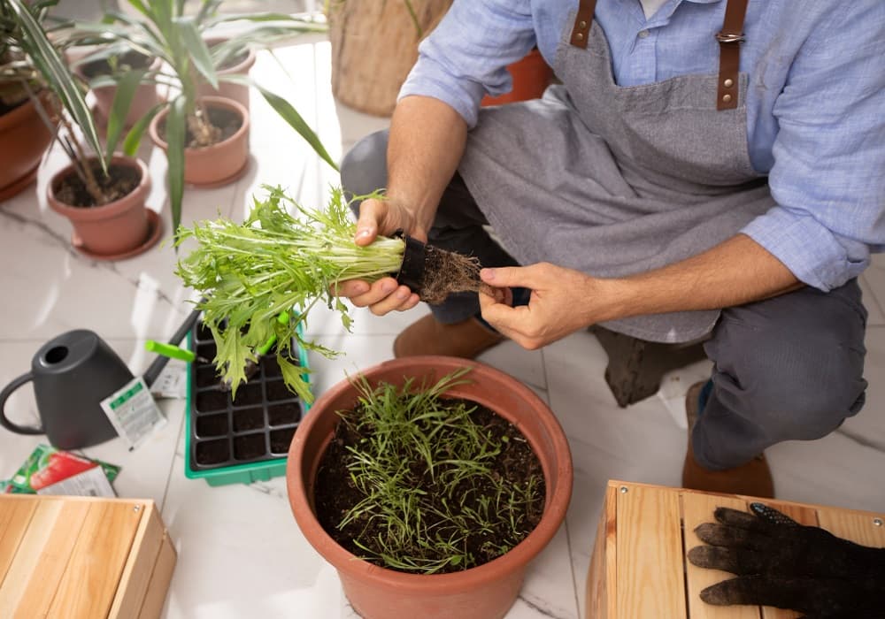 Gardening for Beginners in India: Low Cost Tips That Really Work