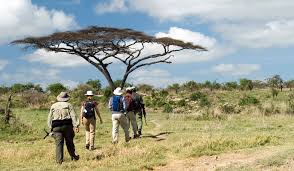 Top 5 Safari Tours Uganda Tips for National Parks