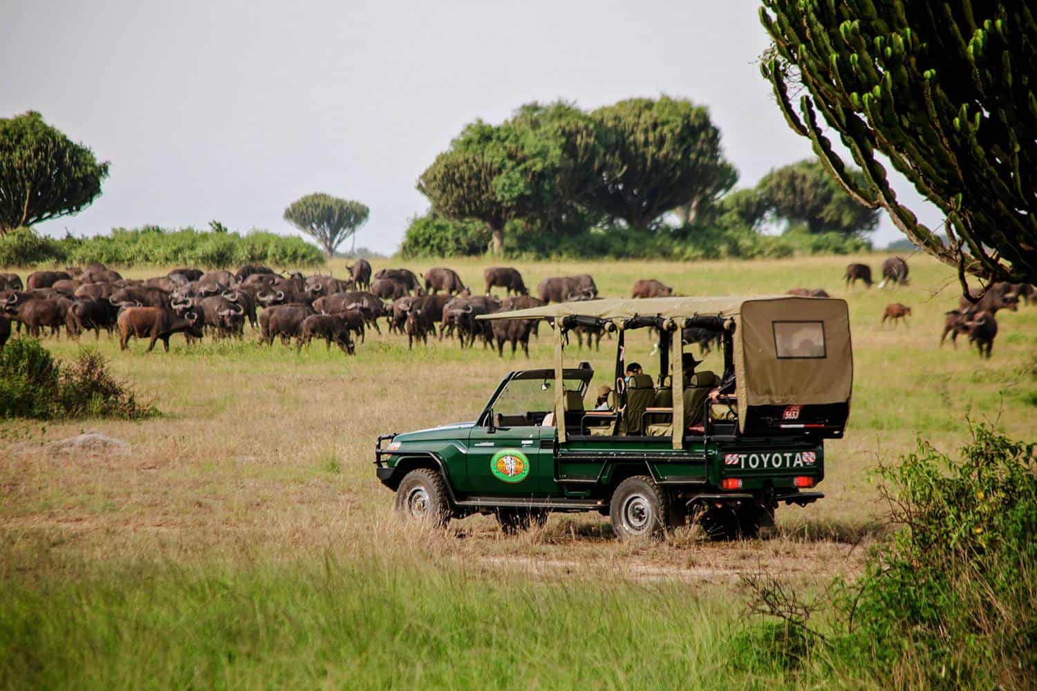 Why High-End Travellers Choose Kidepo for a Uganda Safari and Tours 