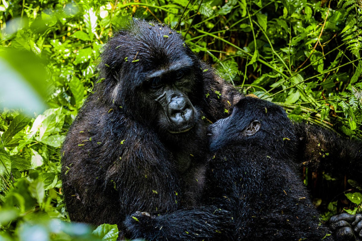 Best Time to Visit Bwindi for Mountain Gorillas Uganda