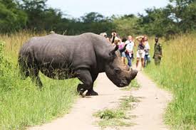 Ziwa Rhinos & Murchison Falls Activities on Safari Tours Uganda
