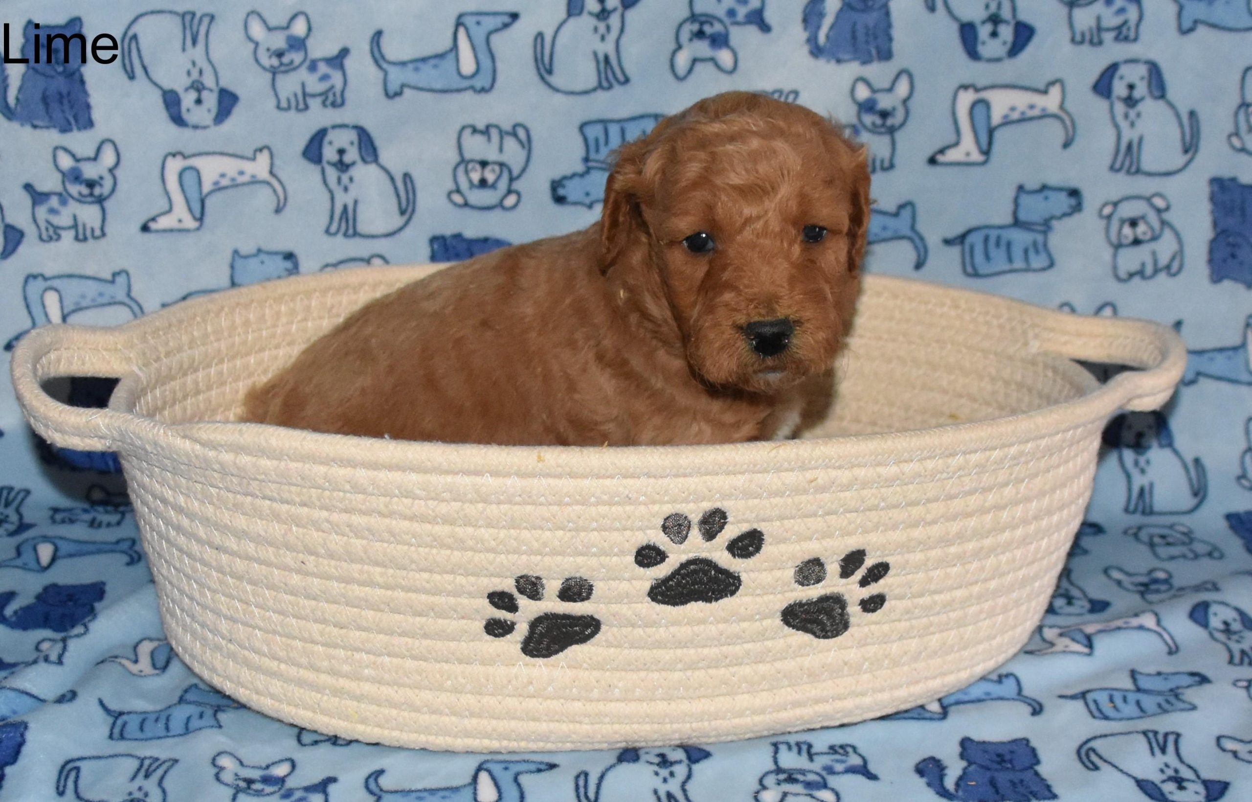 Finding the Perfect Doodle Companion for Your Home