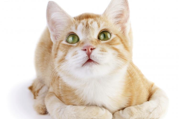 Curious About Cats? Your Most Common Cat Questions Answered