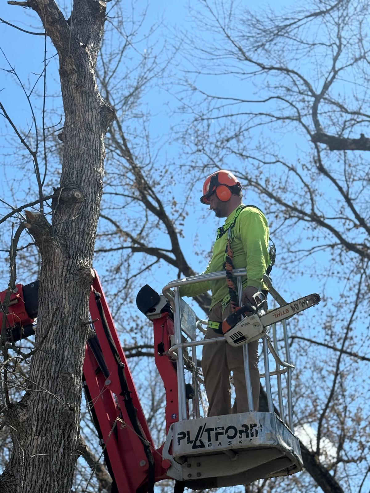 Tree Safety Tips That Can Prevent Costly Damage