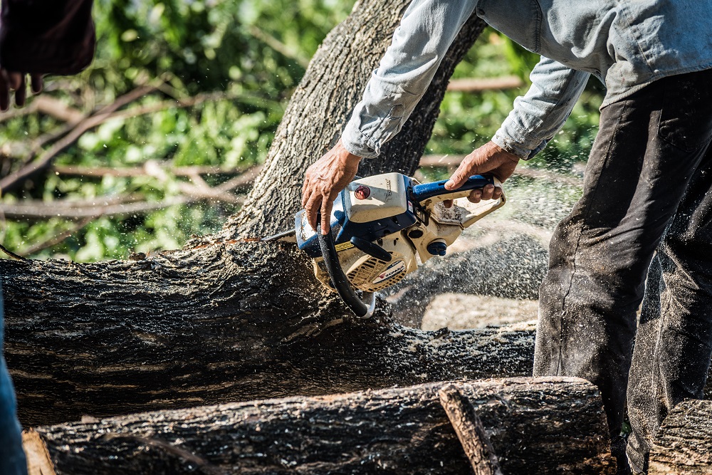 Tree Risk Assessment in Lincolnshire. How to Know If a Tree Is Dangerous