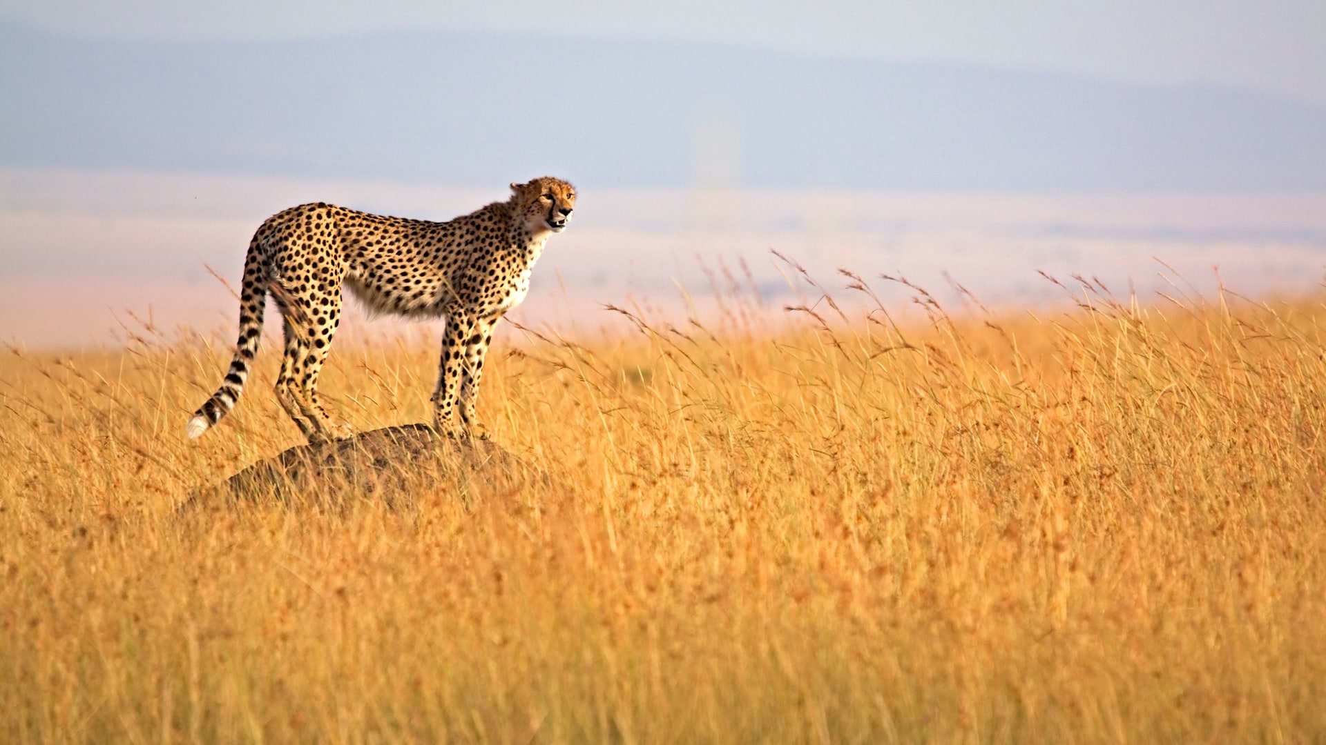 The Ultimate Guide to a Luxury Safari in Kenya: 5-Star Lodges & Elite Experiences