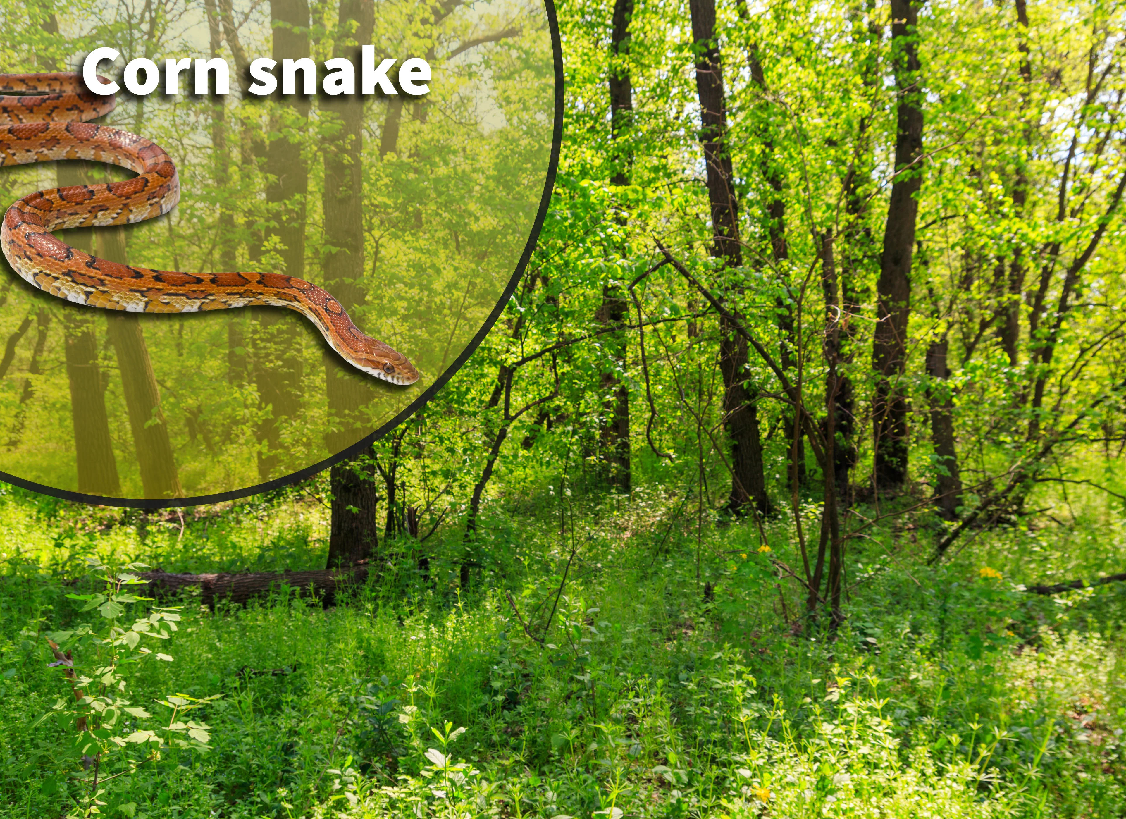 Corn Snake Care Tips: Essential Guide for a Healthy, Happy Pet Snake