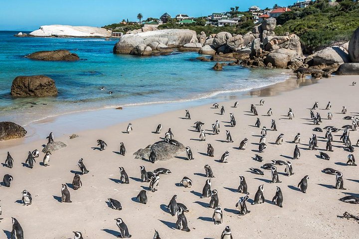 Top Tours in Cape Town from Table Mountain to the Cape Peninsula