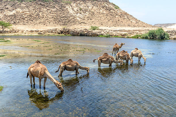Top 5 National Parks to Visit in Egypt on Your Best Egypt Tours