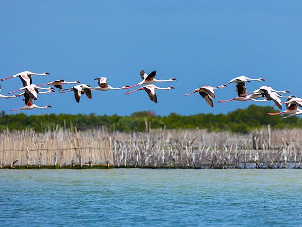 Top Birdwatching Spots to Visit in South Africa for the Best Safari in South Africa