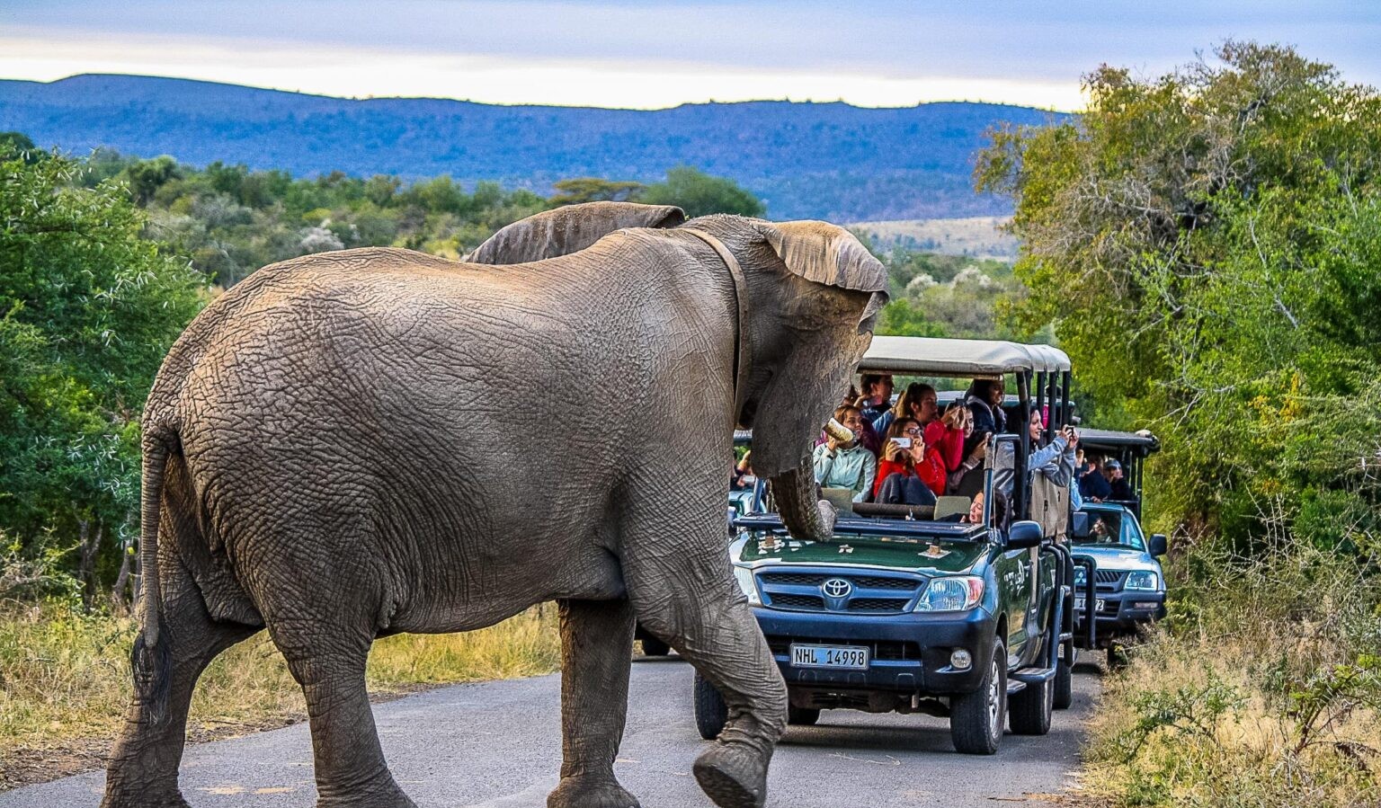 Top 5 Insider Secrets for South Africa Safari in Addo Elephant National Park