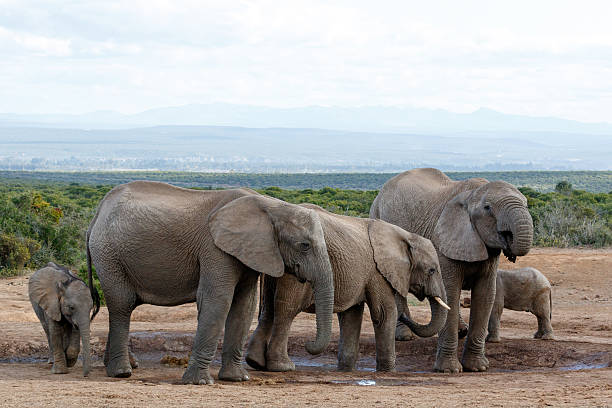Top 5 Things to Do in Addo Elephant National Park on Your Trip to Safari South Africa