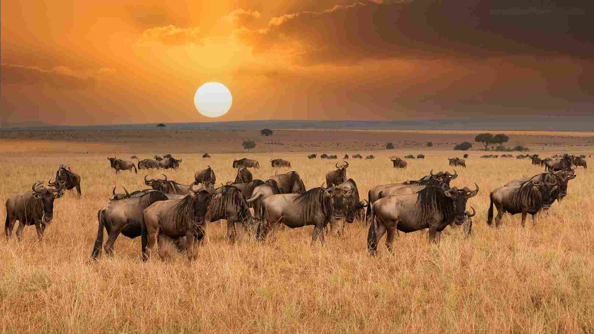 Serengeti vs Ngorongoro Safari: Which Is Better for You?