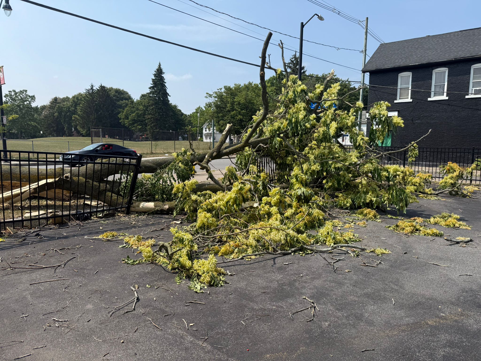 Professional Tree Care Services for Safe and Well-Maintained Outdoor Spaces