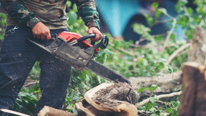 Dependable Tree Care Services in Buffalo, NY