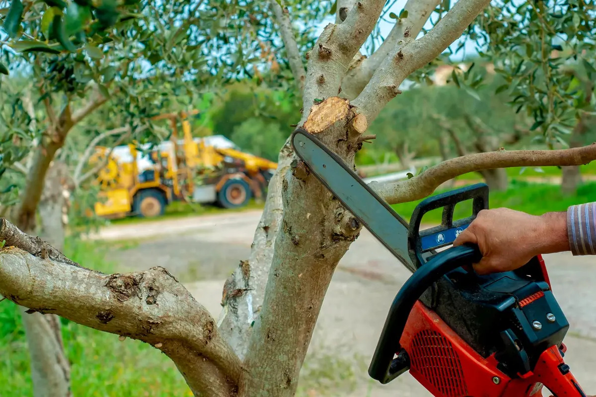 Quality Tree Care Services for Safe and Well-Maintained Properties