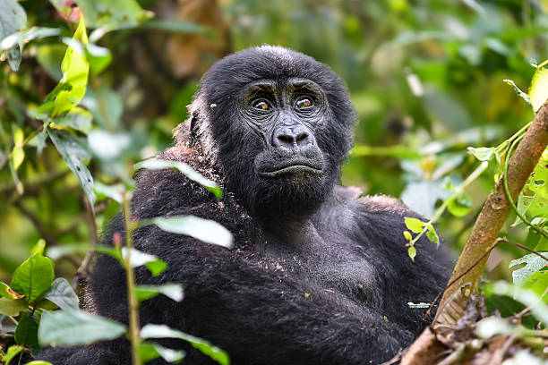 Top 5 Wildlife Wonders to Experience on Uganda Safari and Tours