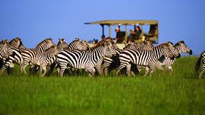Top Wildlife Wonders to Experience on a Luxury Safari Tanzania