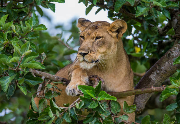 Top 5 Reasons to Visit Ngorongoro Crater on Tanzania Safaris