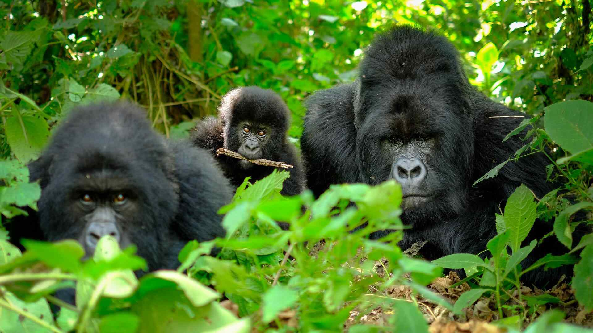 Top 5 Special Features To See On Uganda And Rwanda Safari