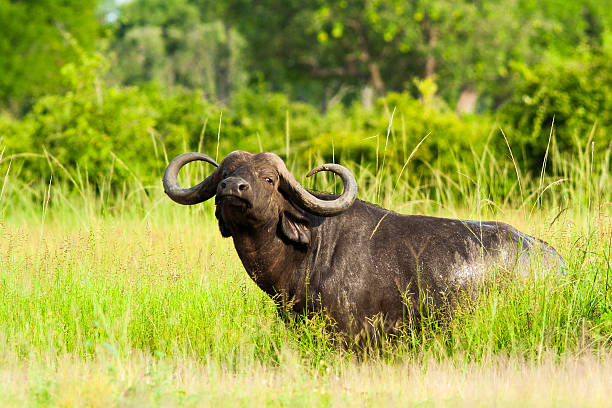 5 Best quiet spots in Queen Elizabeth National Park on a Uganda Safari Trip   
