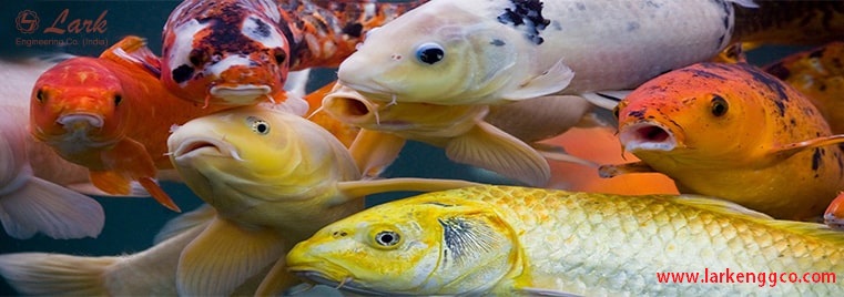 Fish Feed Manufacturers, Lark Engineering