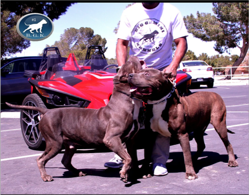 Picking the Perfect Vet for Your Pit Bull Terrier Dog