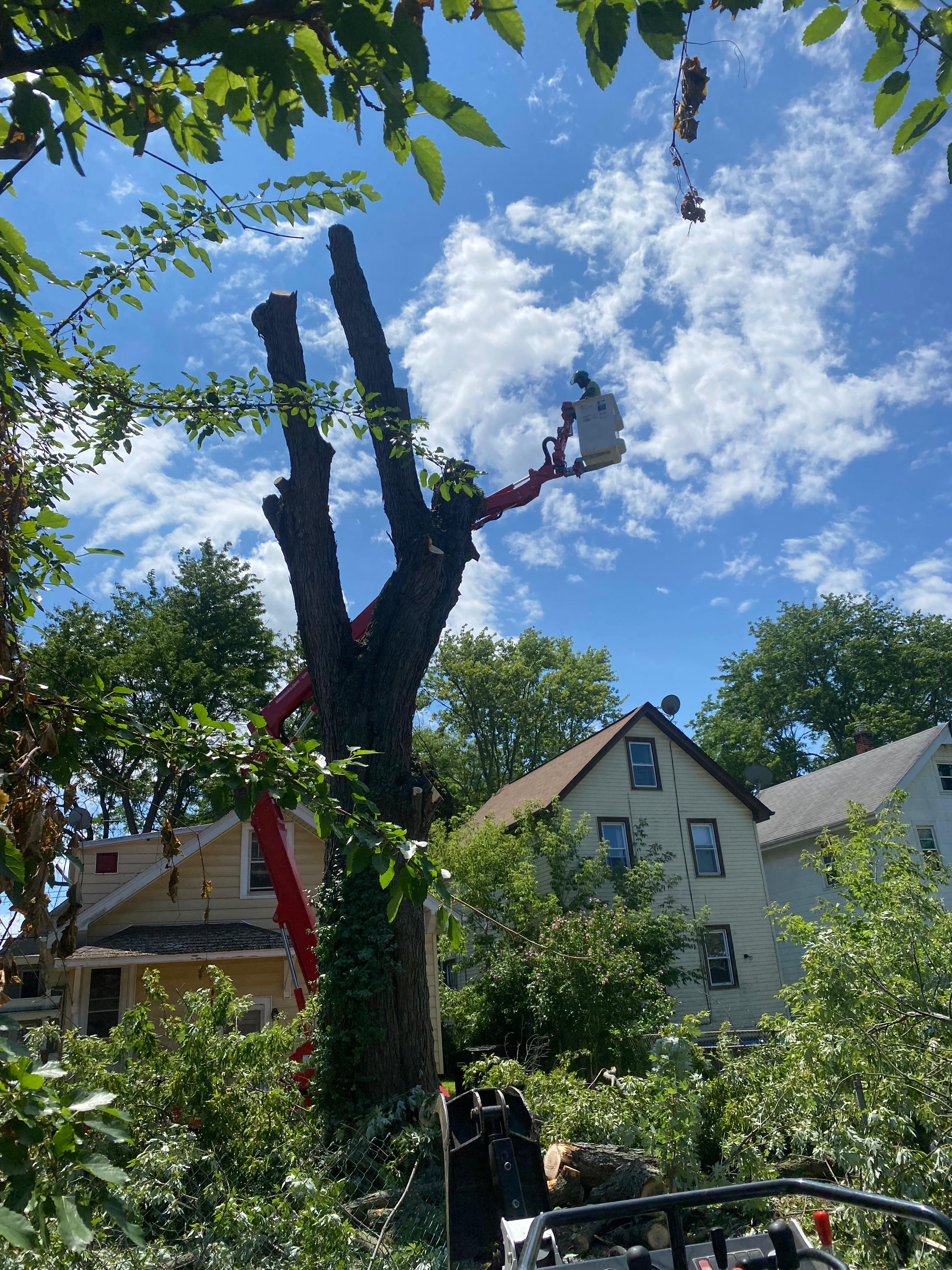 Expert Tree Care Services for Buffalo Properties