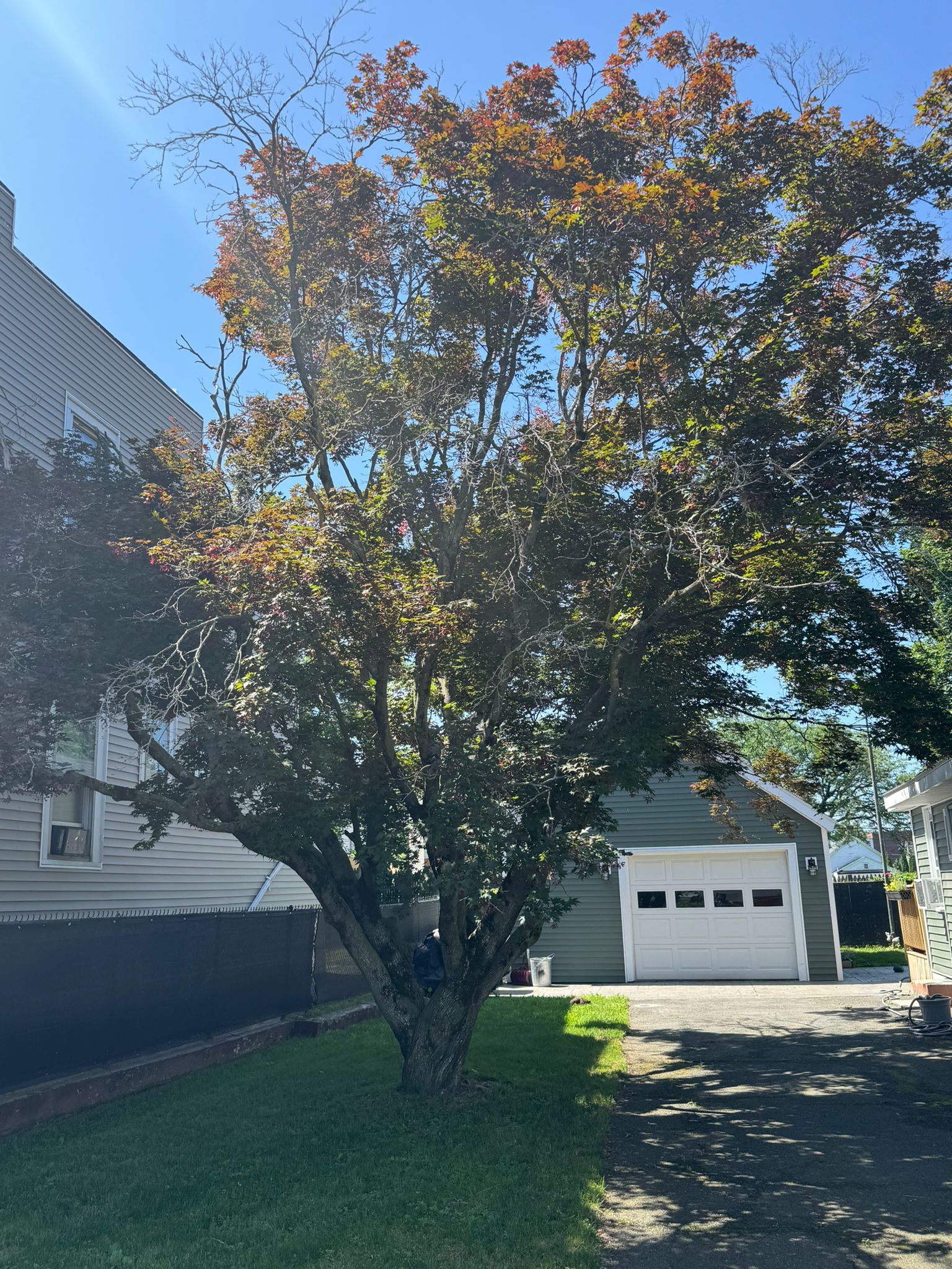 Professional Tree Care Services for Buffalo Properties