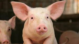 Global Pig Animal Model Market Analysis | Industry Report 2026