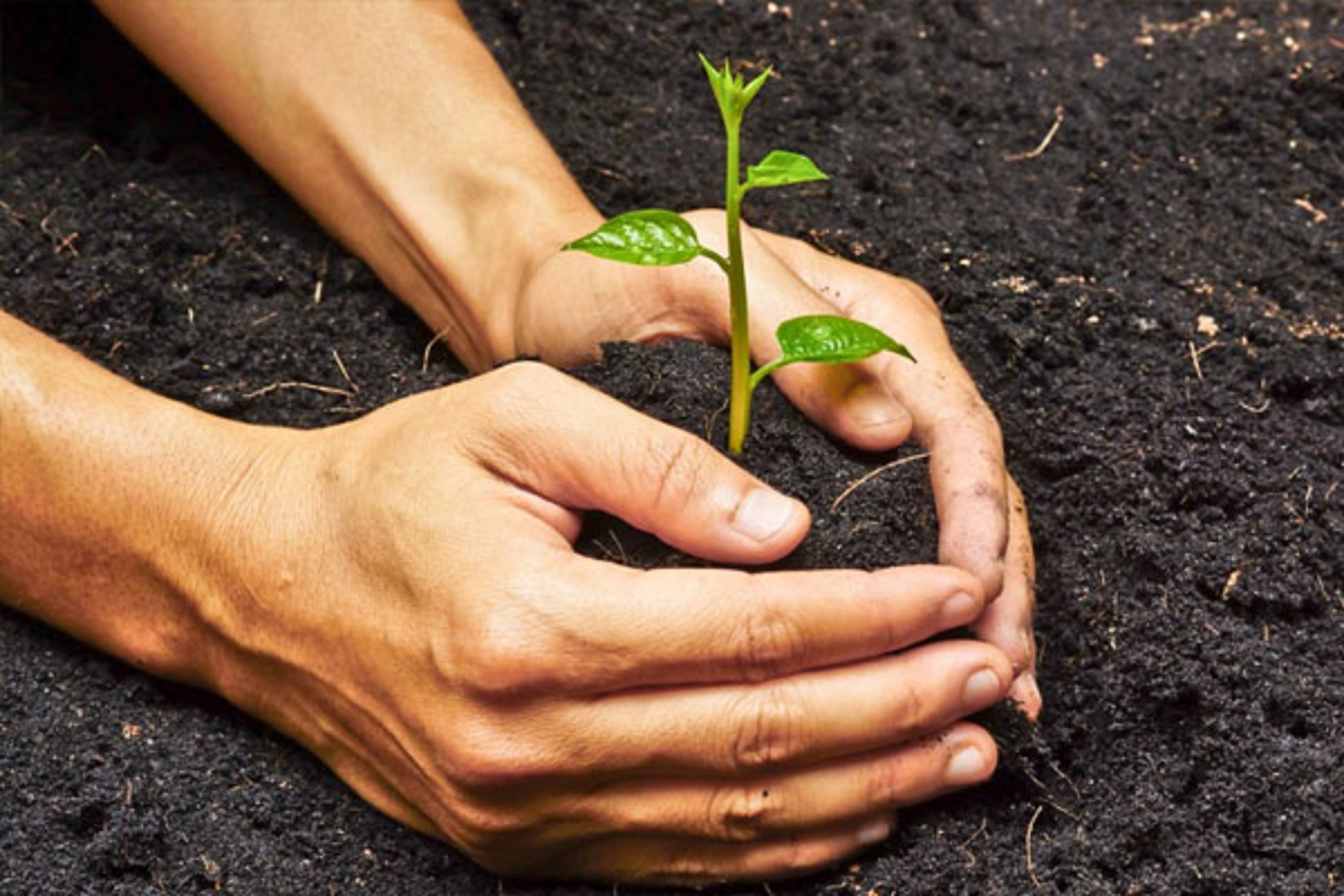 SS Vermi - Vermicompost suppliers in MADURAI 