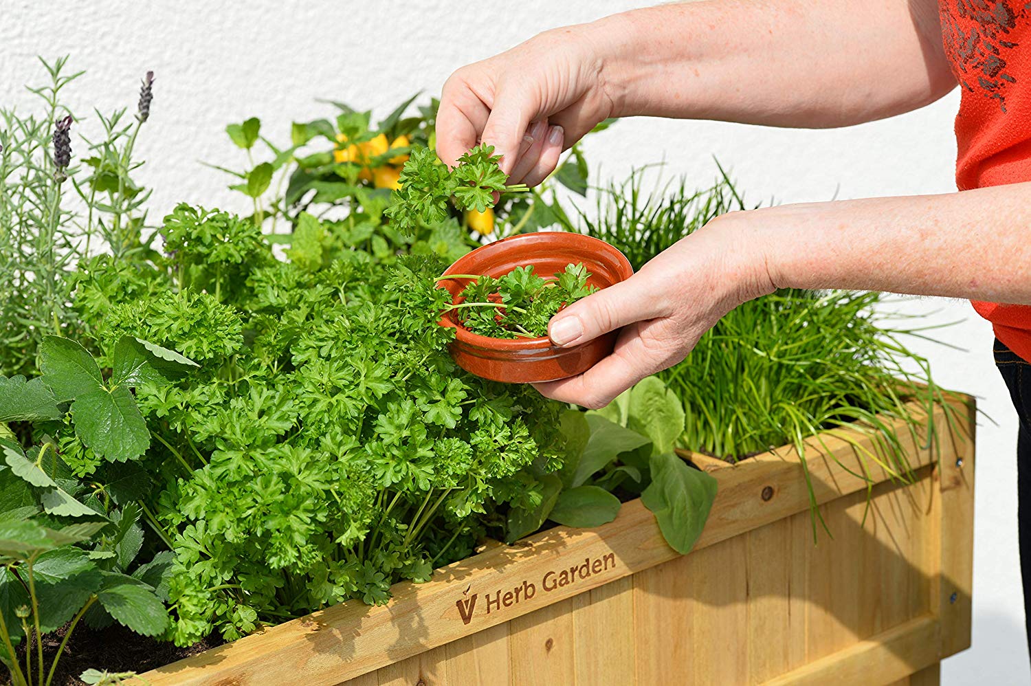 Plant an Indoor Herb Garden