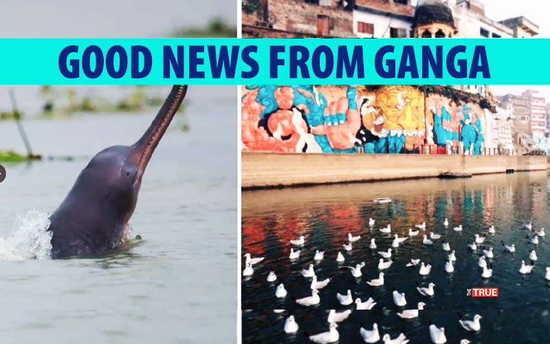 Biodiversity Is Buzzing in the River Ganga, Finds a Survey
